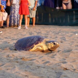 iztuzunda 7 caretta caretta ve 20 yavru kaplumbaga denize birakildi Cmsz79DU