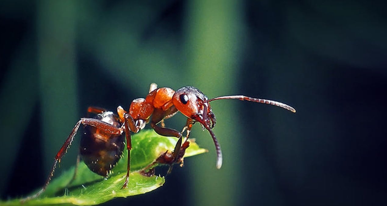 Almanya’da 2 bin 500 konutluk  projeye karınca engeli