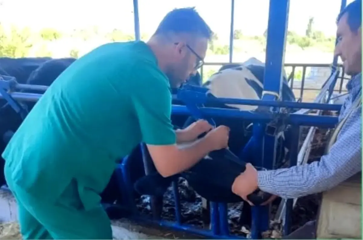 Aydın’da Şap Hastalığına Karşı Aşı Uyarısı