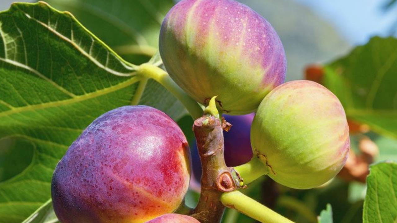 chpli yildiz boyle devam ederse incir ureticisi topragini terk etmek zorunda kalacak gnB5XzNr
