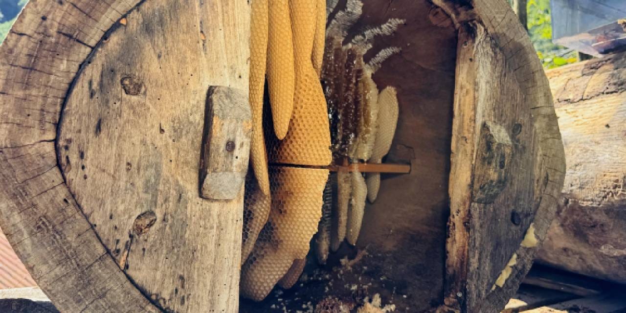 Coğrafi işaretli Ayder balı için dünya sıraya girdi: 6 bin TL’ye rağmen siparişlere yetişilemiyor