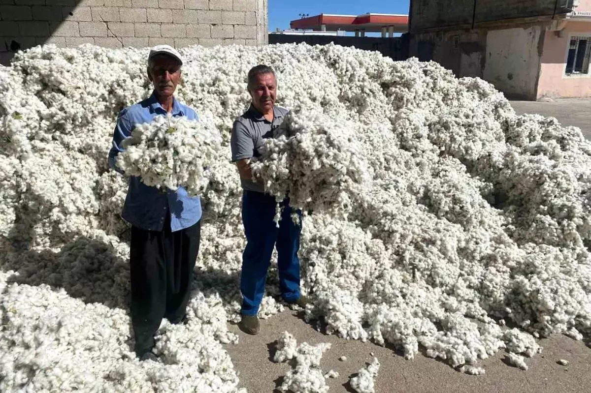 Gaziantep’te Pamuk Hasadı Başladı