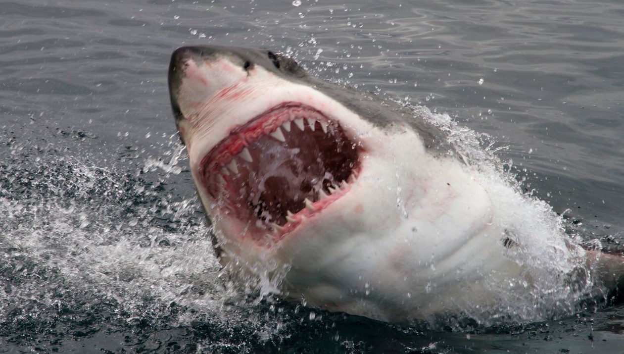 Köpek balıklarının en güçlü silahına “okyanus suyu” tehlikesi