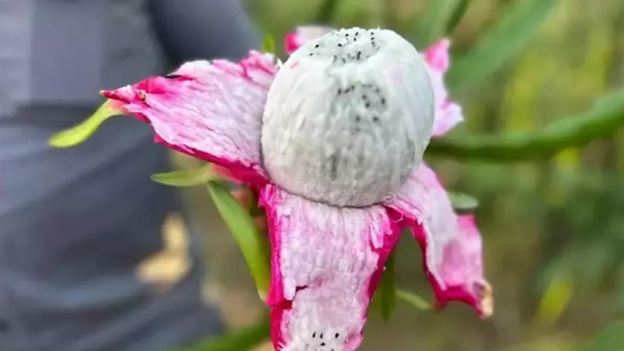 3 yil once uretime basladi kilosu 180 lira Qg2eLUs9.jpg