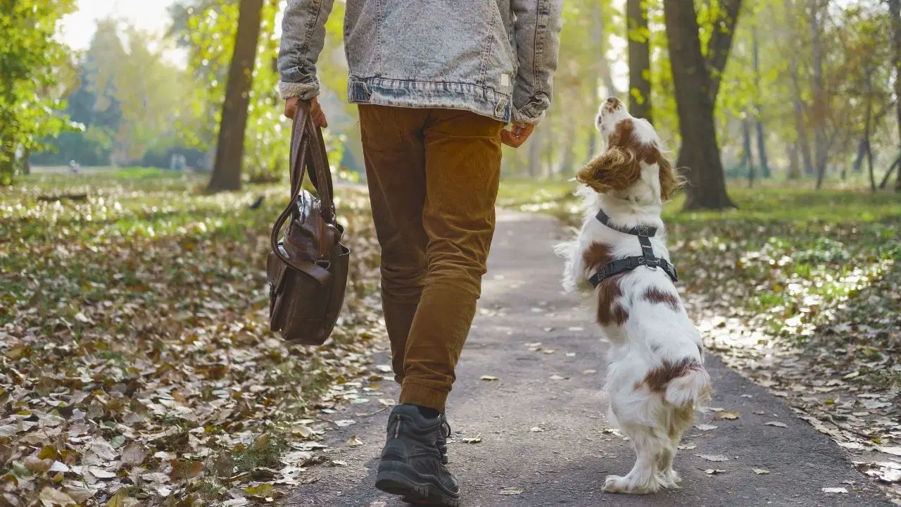 Köpeğiniz sizi görünce heyecanlanıyor!