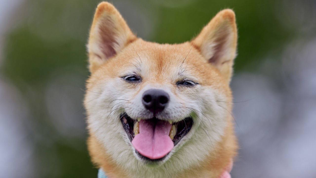 Köpeğinizin bilişsel tepkisine dair araştırmalar.