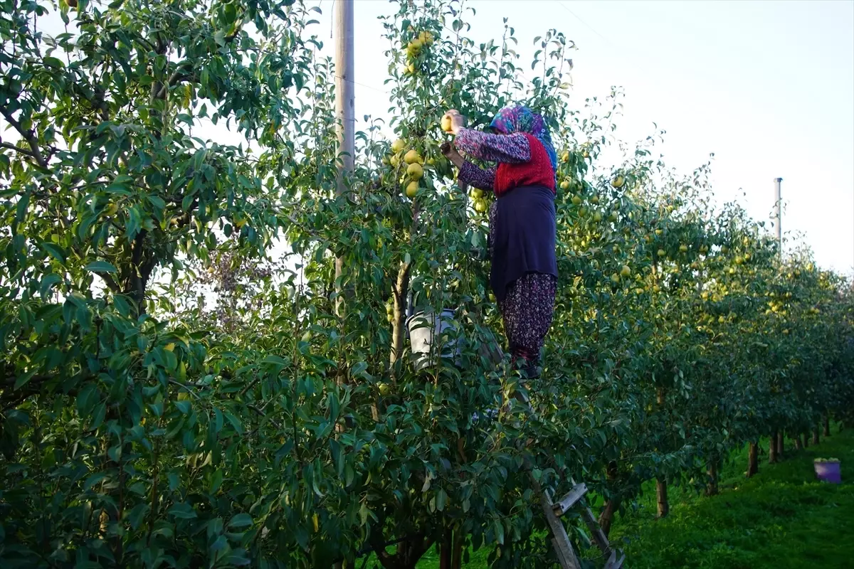 Edirne’de Meyvecilik Gelir Kaynağı Oluyor