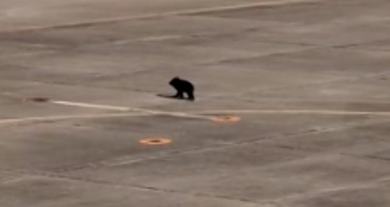 Havalimanına giren ayı, uçuşlarda aksamaya neden oldu