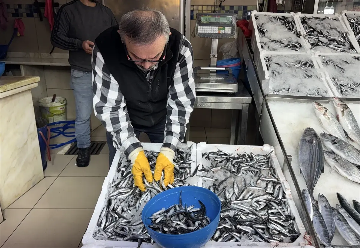 Sinop’ta Hamsi Fiyatları Düştü