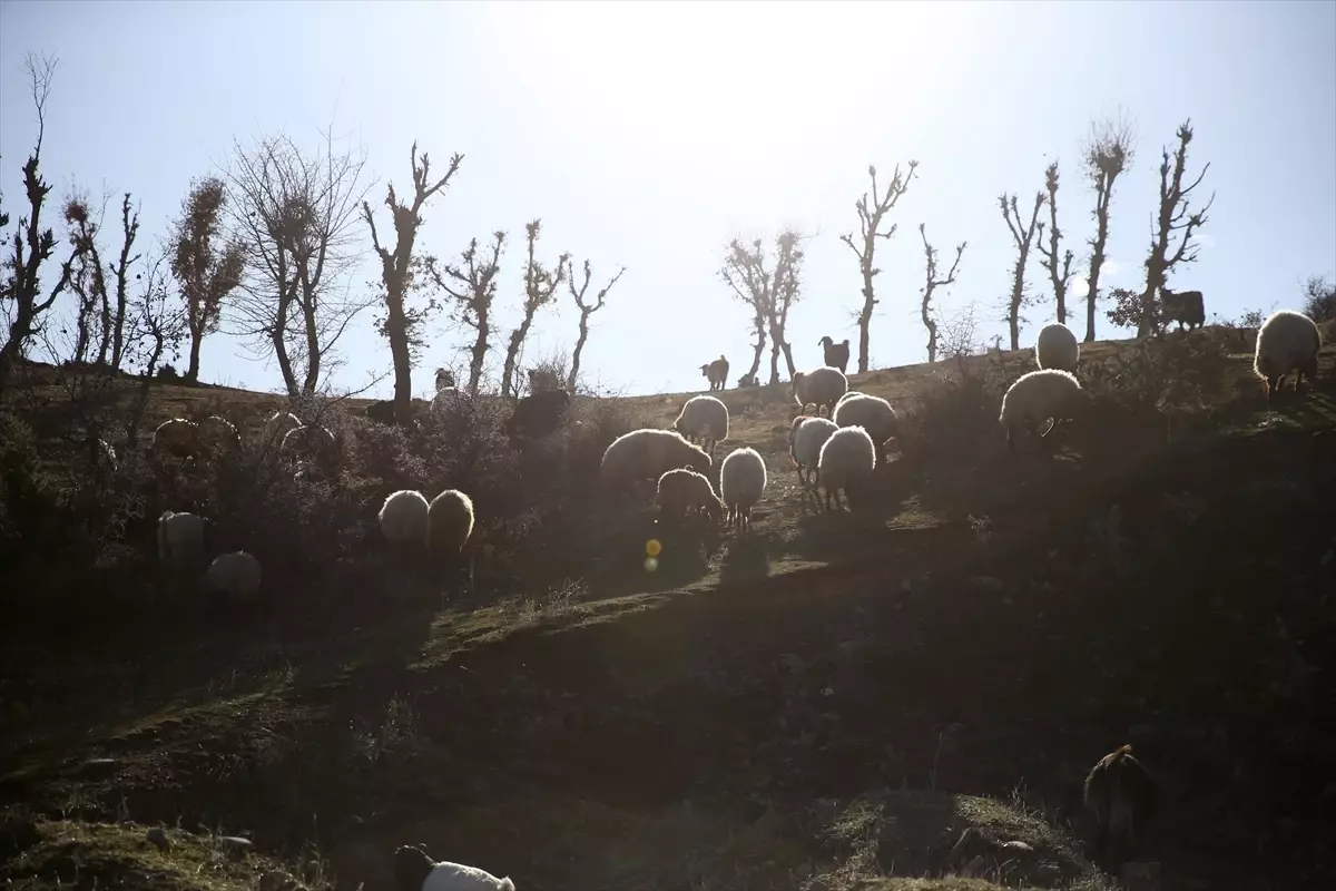 Bitlis’te Besiciler Kurak Kışı Avantaja Çeviriyor