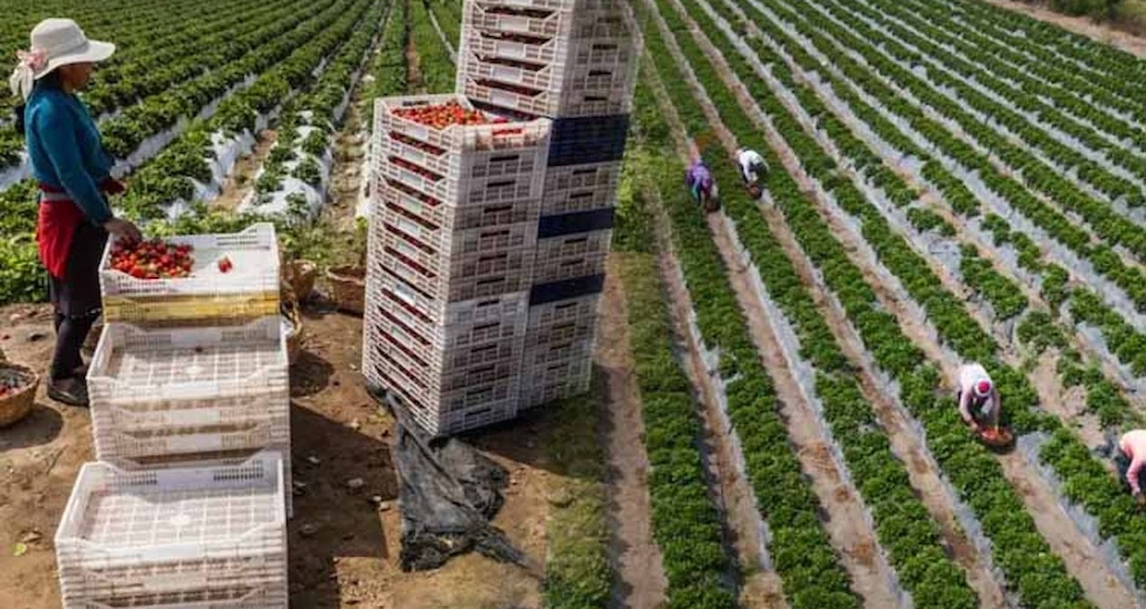 Dünyanın en kurak çölüydü, meyve bahçesine dönüştü! Ekonomisi büyüdü, ama artık daha bir sorunu var…