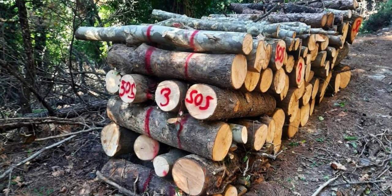 Milli Park’ta binlerce ağaç kesildi