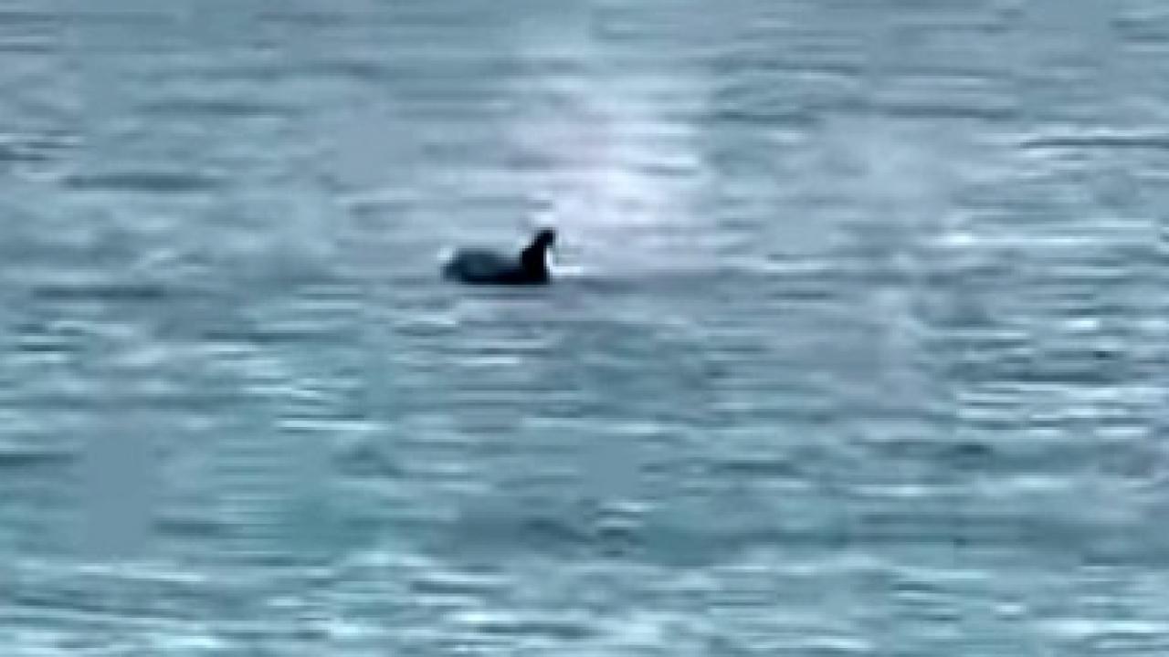 Saros’ta yunus balığı sürprizi: Kıyıya yakın yüzdü