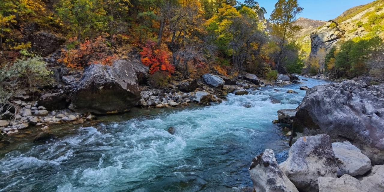 Tunceli’de ‘Anadolu Parsı’ sanılan hayvanın vaşak olduğu ortaya çıktı