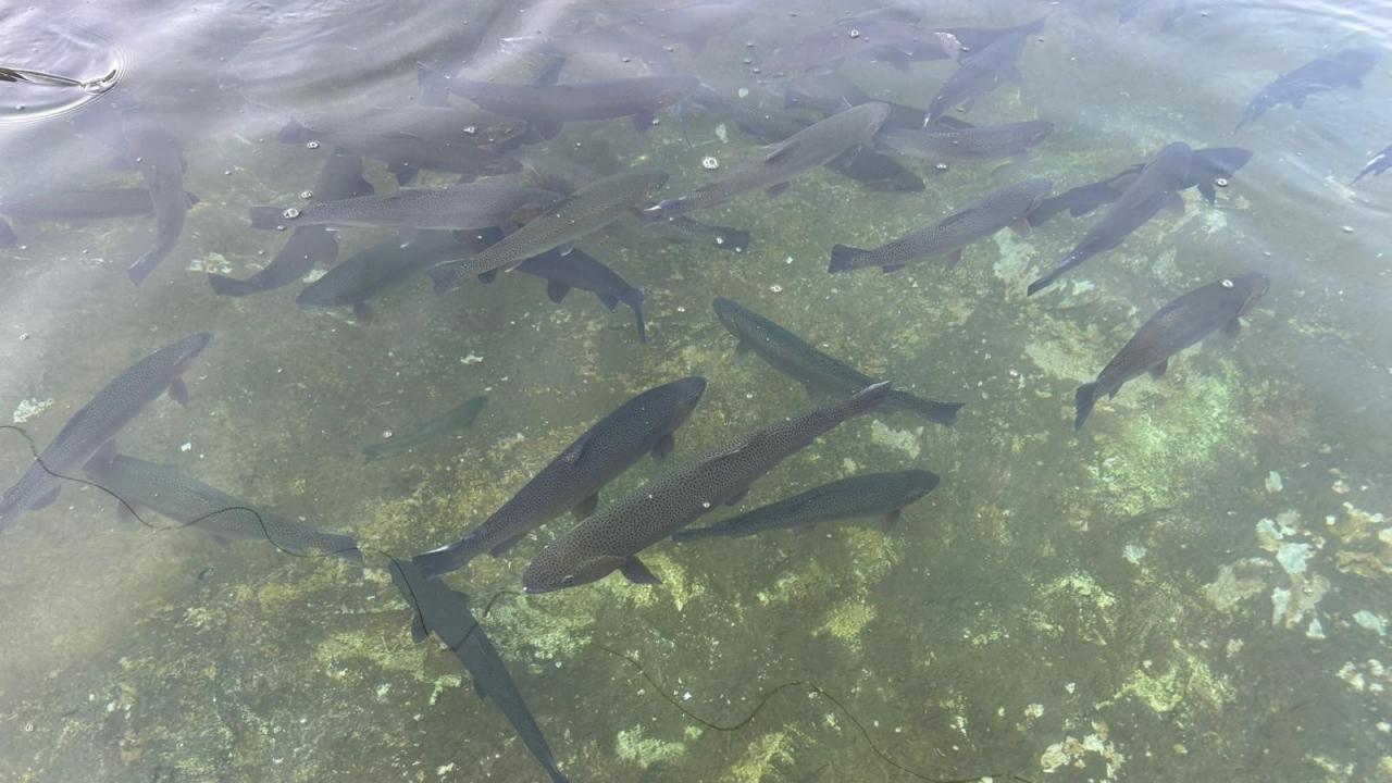 Van’da tarihi rekor! Hedef 400 milyon yavru alabalık!